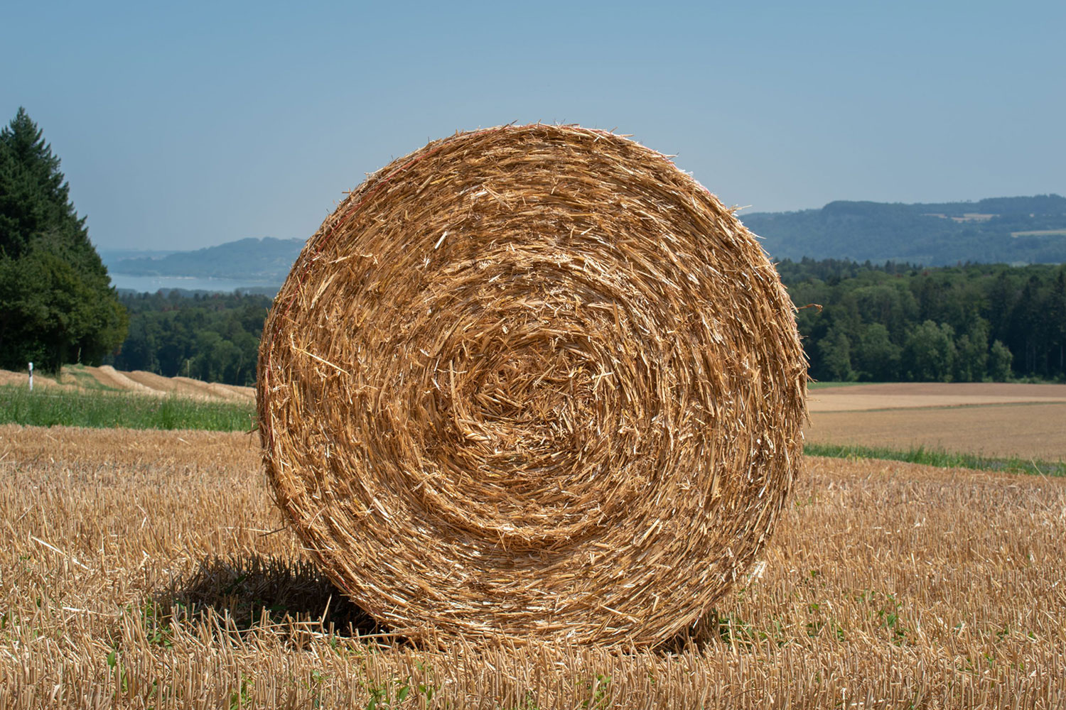 just buy the haystack