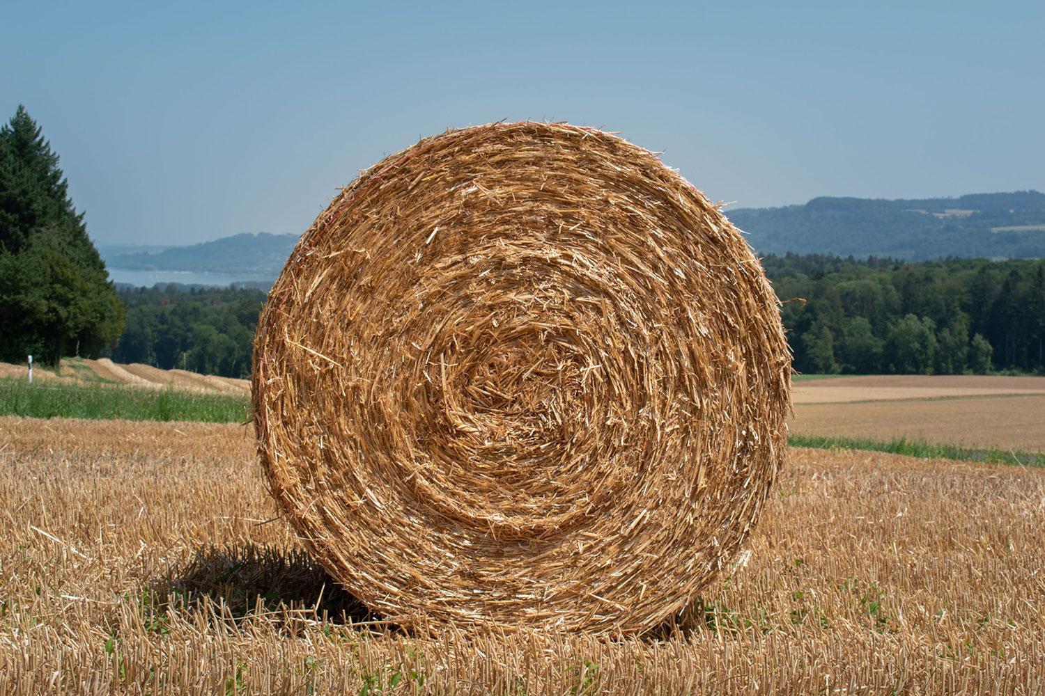 Just Buy The Haystack Wealthie Works Daily